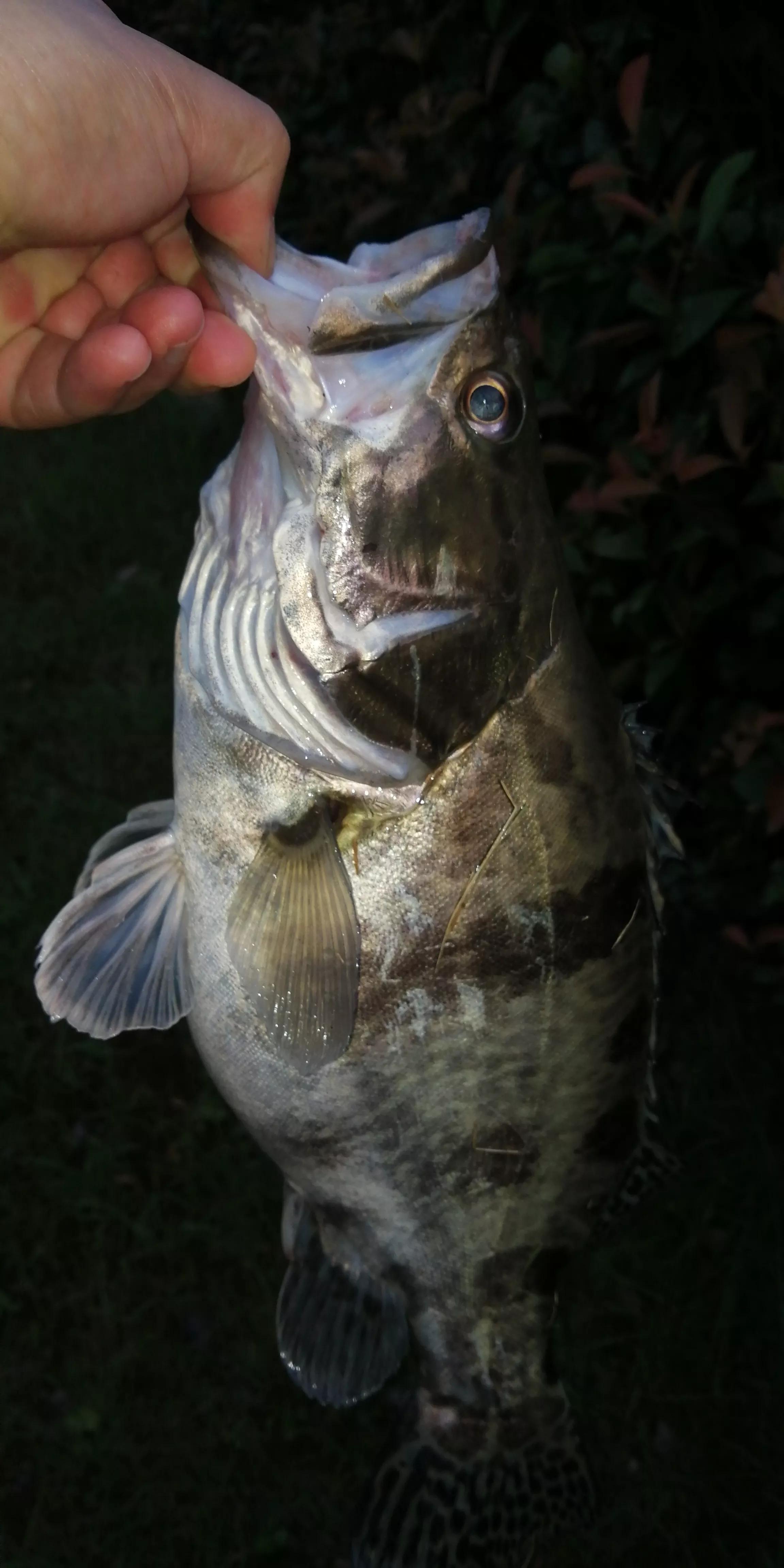 桑枝作钓竿，继续战老鳜