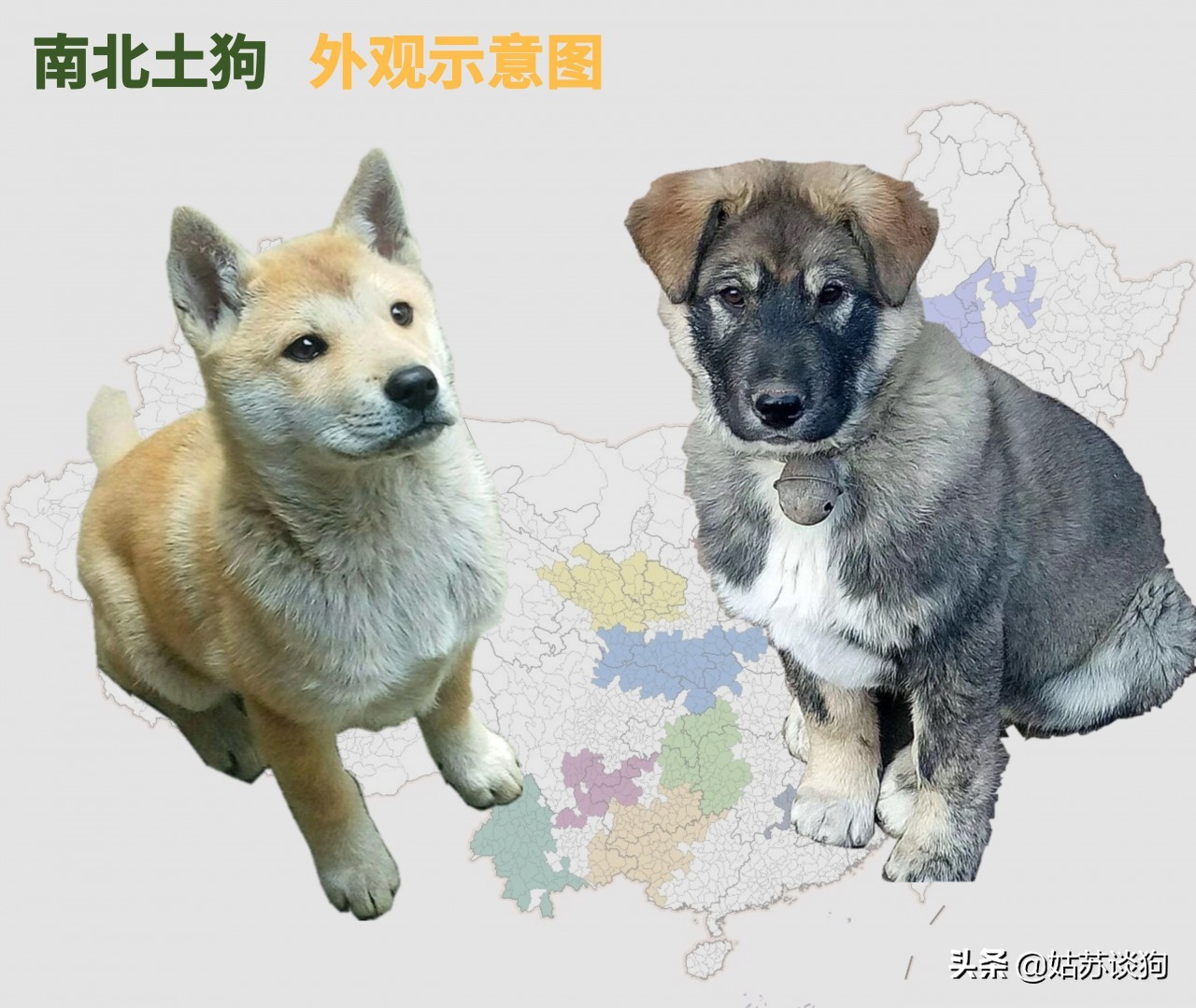 土狗毛多的好还是毛少好,农村土狗为什么越来越少