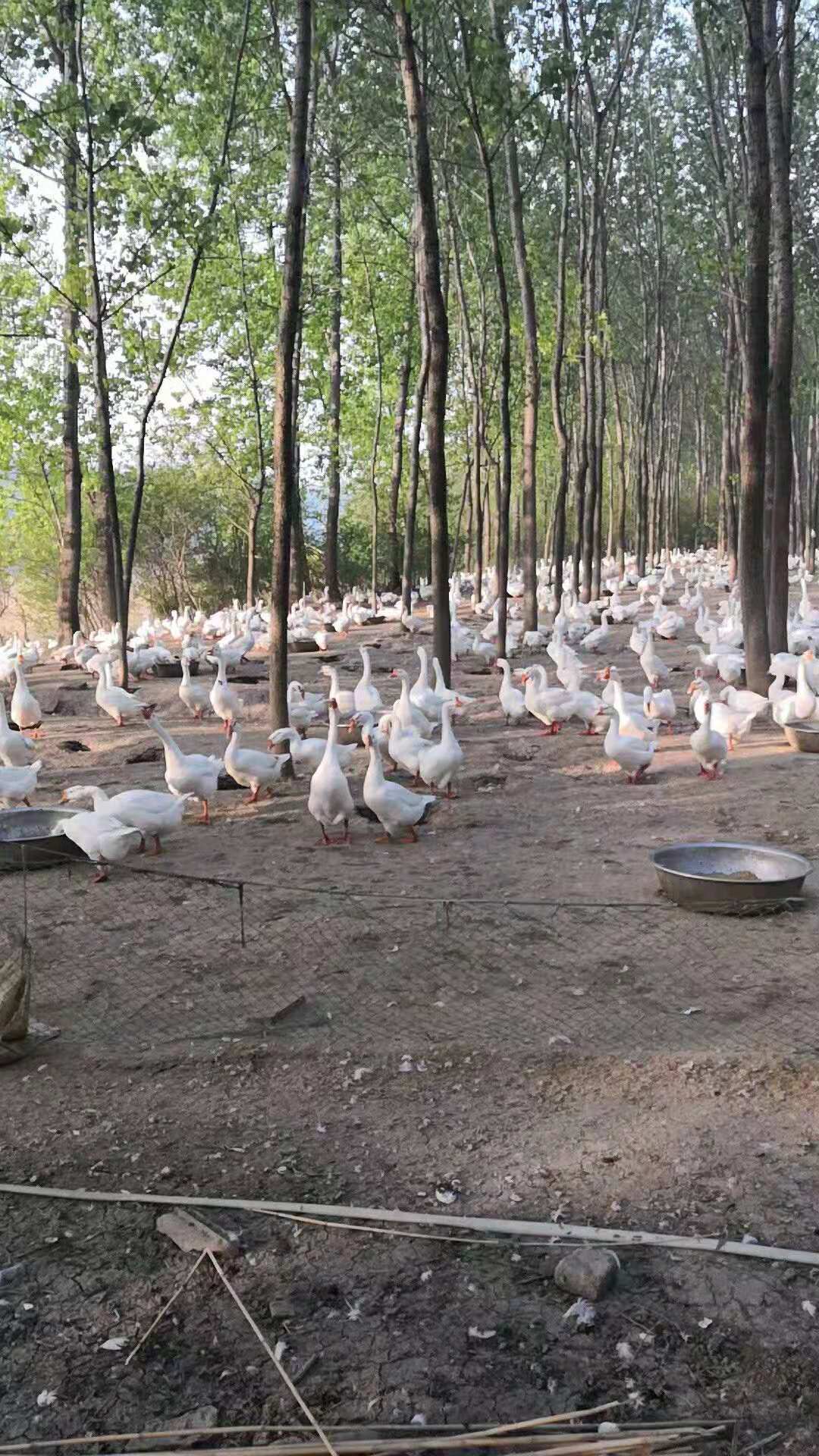 养鹅预防霉菌,养鹅预防霉菌的药