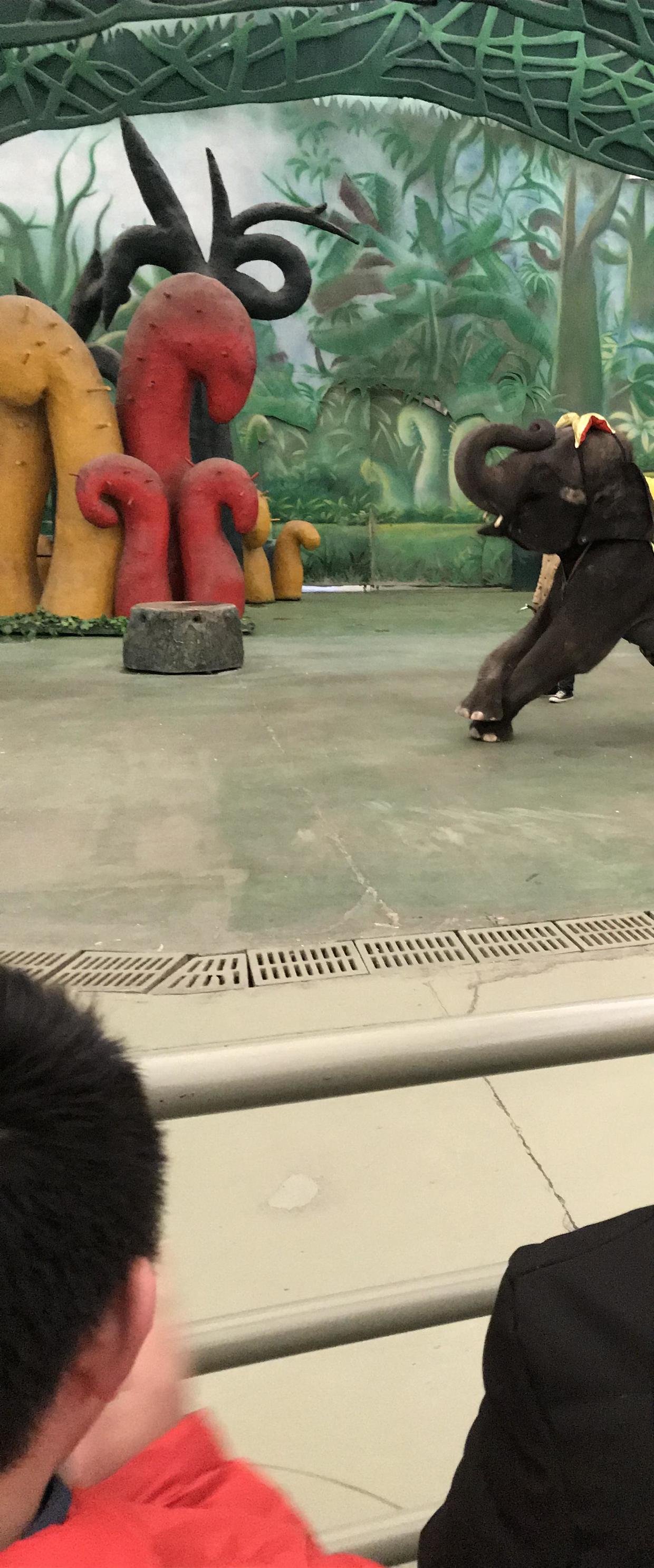 带着1米2以下的娃，如何玩转常州中华恐龙园，这份是最强旅游攻略