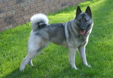 挪威猎麋犬是名犬吗,挪威猎麋犬的图片