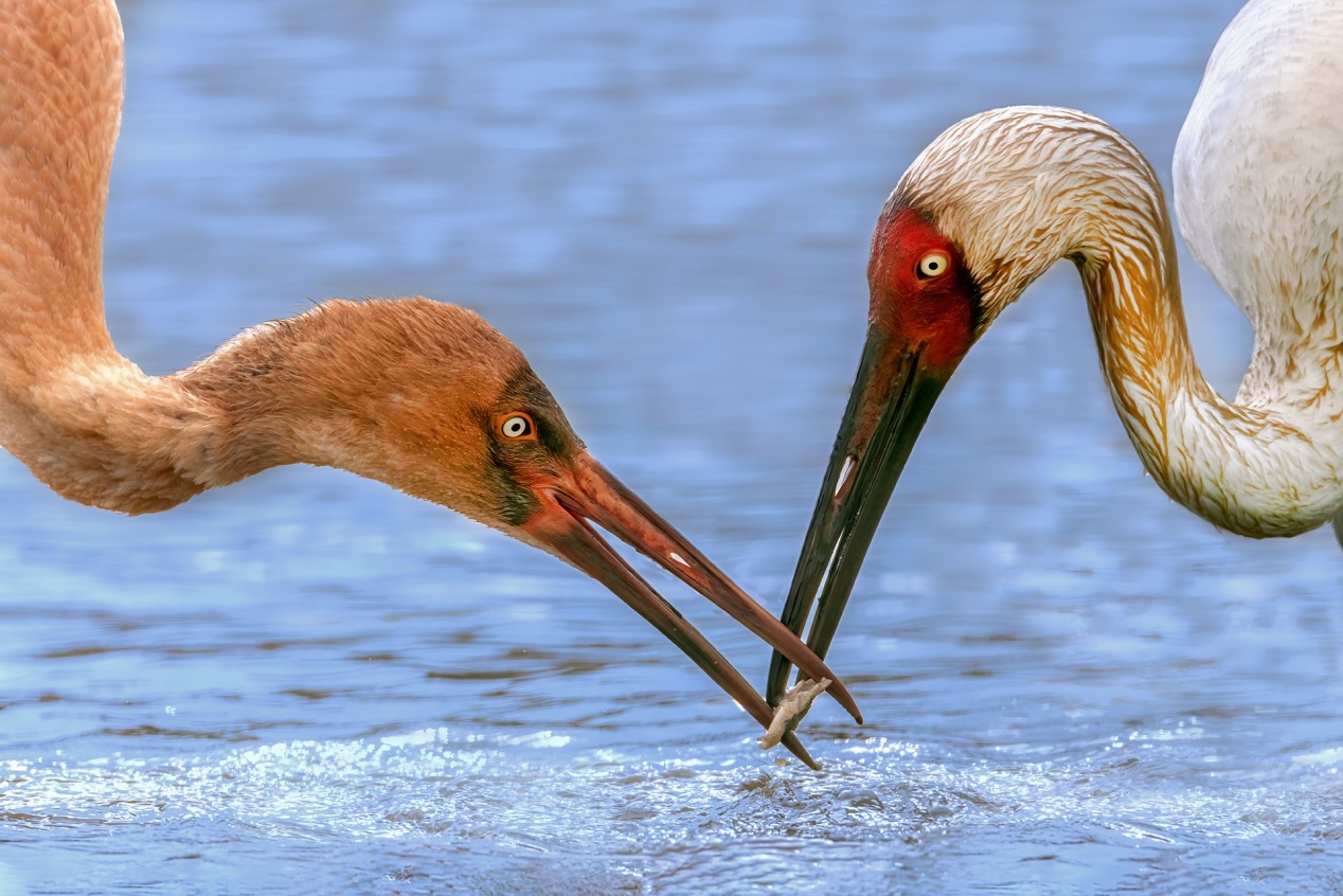 佳能r5和r5哪个更适合拍鸟,佳能eosr5适合拍鸟吗