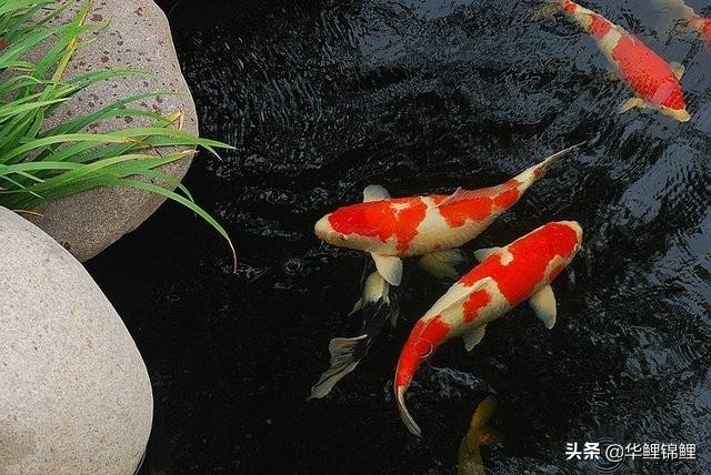 养锦鲤怎么保持水质清澈好,锦鲤鱼缸里有气泡怎么回事