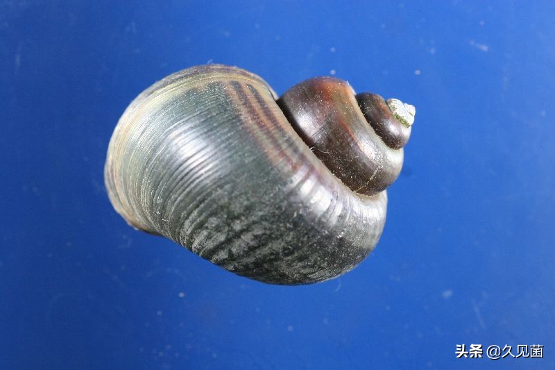 继580万吨菠萝之后，莲雾又遭退单，介壳虫到底是何方神圣？