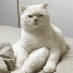 中国猫的雅称,猫生百态包括什么