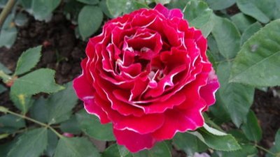 99棵月季,最值得入手的玫瑰月季