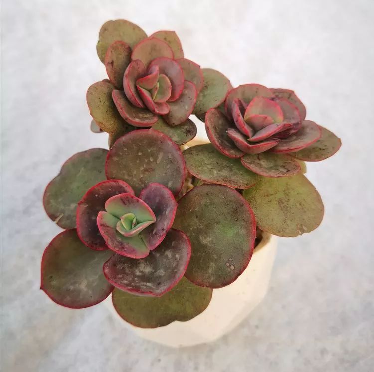 一花一叶一世界多肉,一花一世界多肉之美