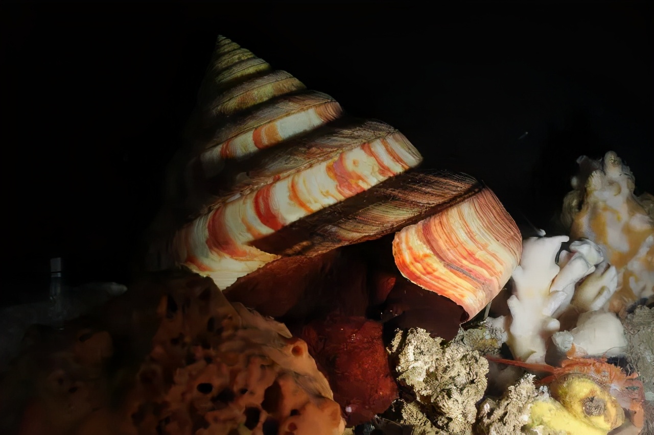 曾经能买一幢楼的钱，被拿去买了一只螺