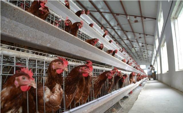 怎样预防春季鸡病的发生,秋季鸡病预防与治疗