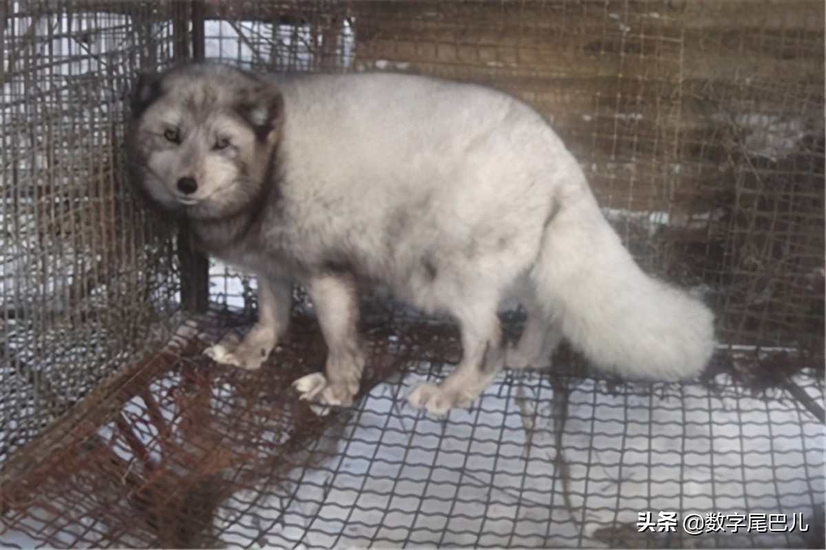 竹鼠养殖前景好脱贫致富信心足,竹鼠养殖创业致富经验介绍