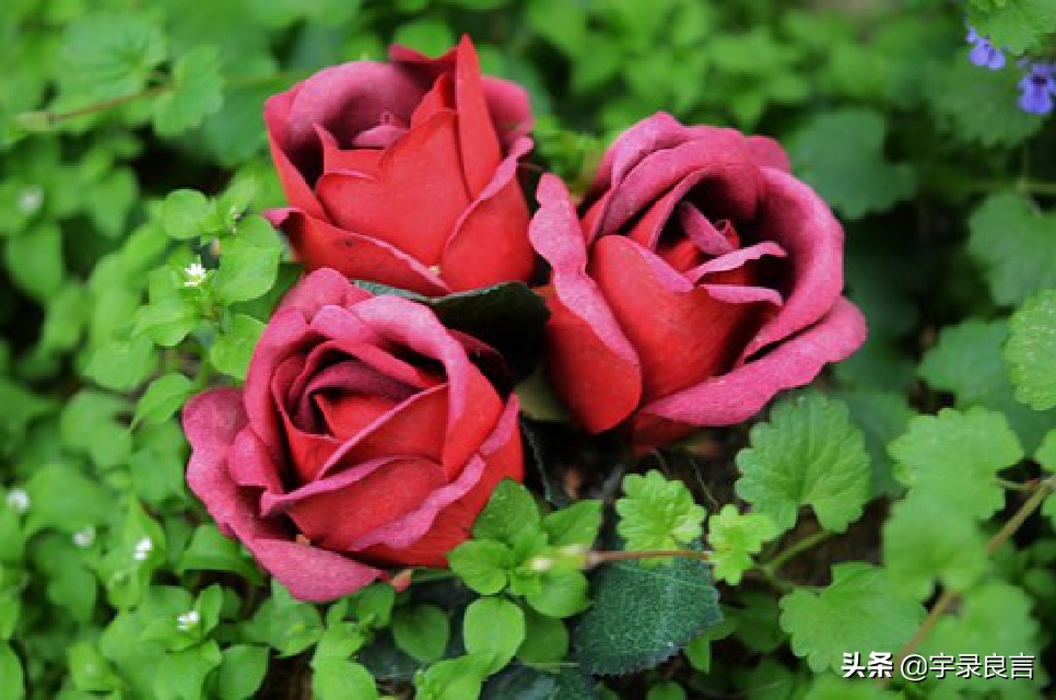 走心说说心情短语,年度热门说说句子简短霸气