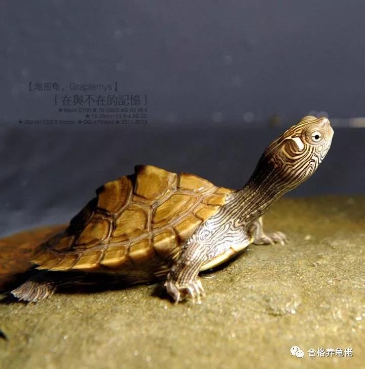 治龟病一克药粉是多少,治疗龟病一定要加温吗