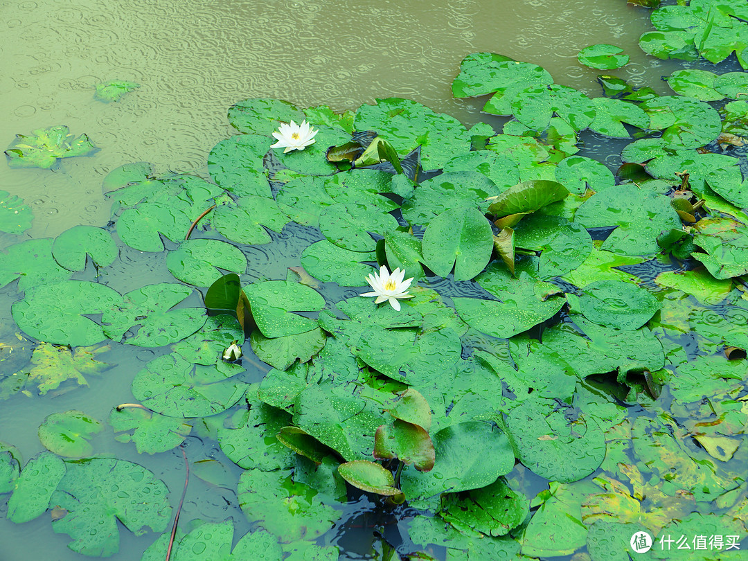 徕卡leicad-lux7相机测评,徕卡leicad-lux5测评