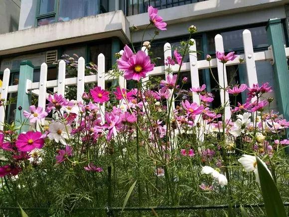 花儿养不好一定要学会这几招,花儿总是养不活