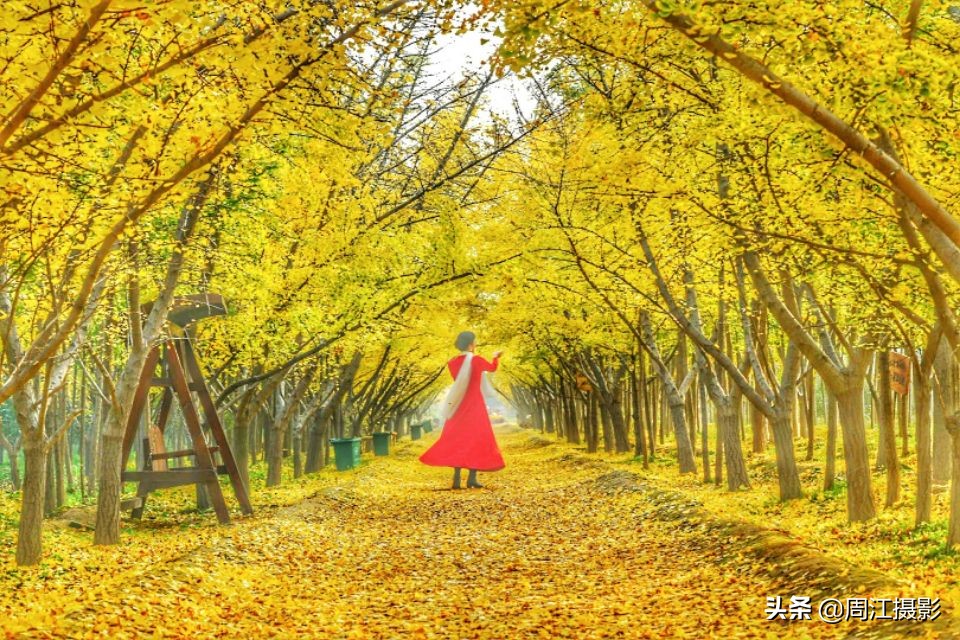 卖不掉的银杏树苗，如今成了乡村旅游热点