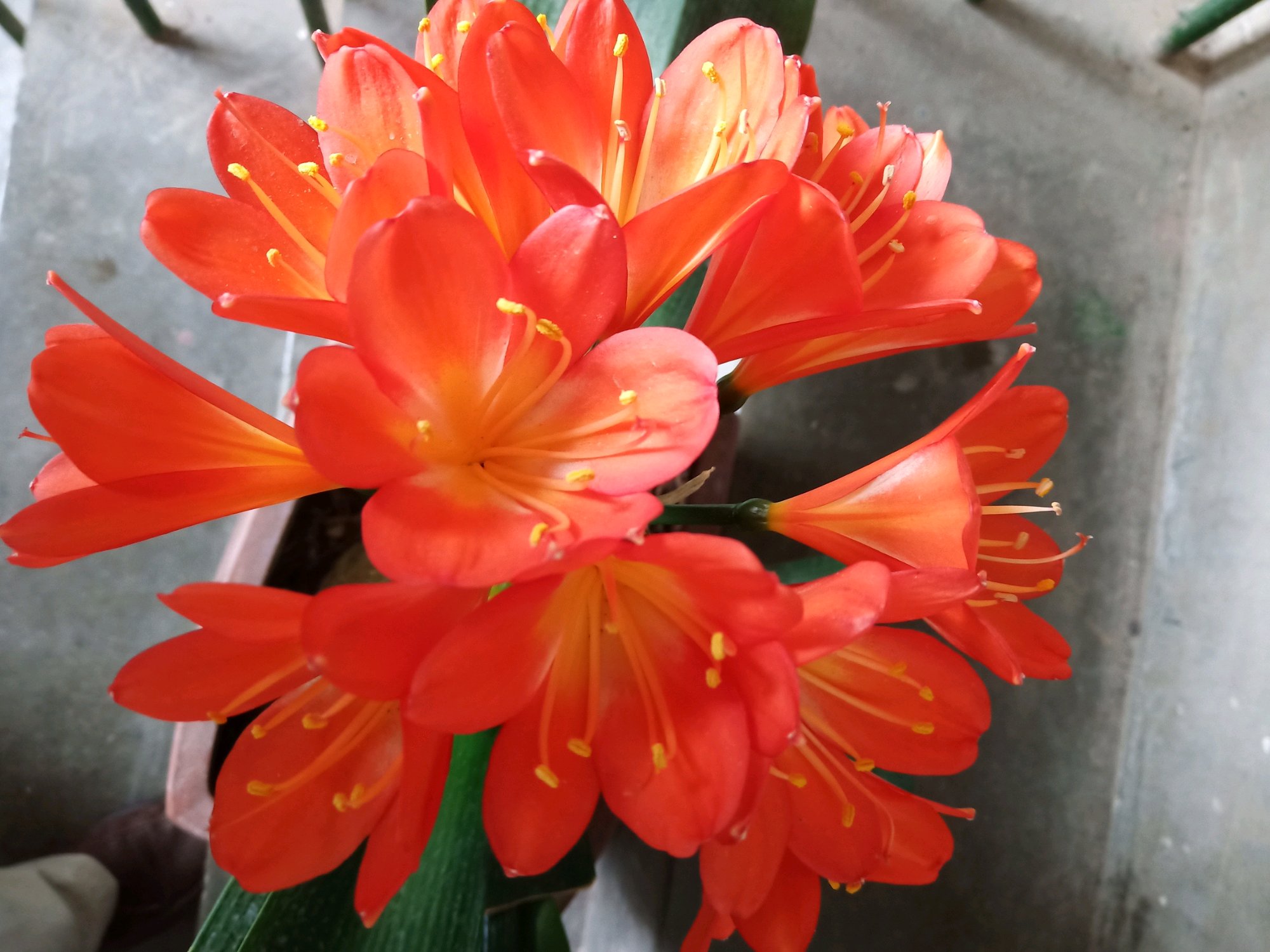 君子兰的根系有多少,君子兰的根系越长越旺