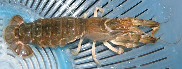 虾说，这是一篇让你不仅会吃，还会认……一文解决“虾”认识