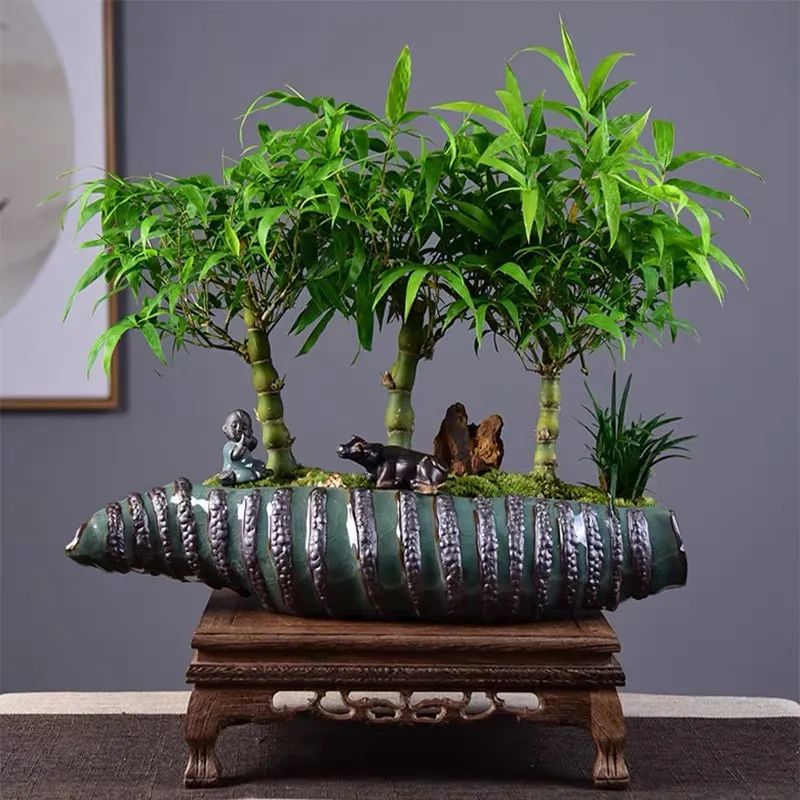 家里养什么竹最旺财,风水上比较好的竹类植物