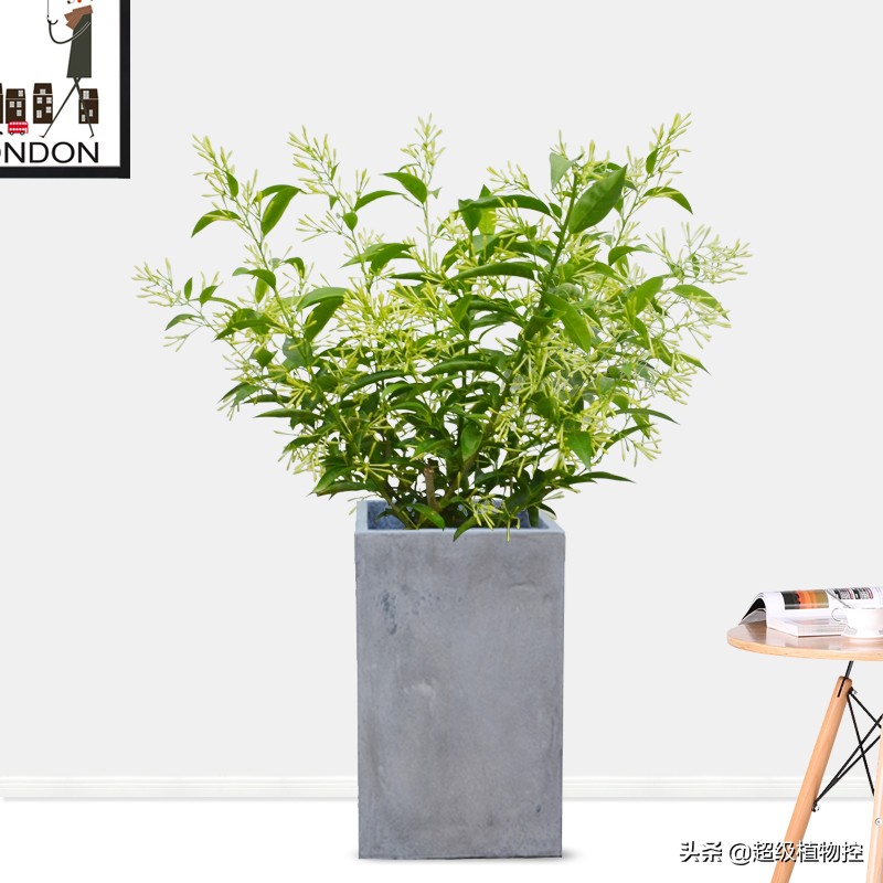 四季开花的香花植物,列举6种香花植物