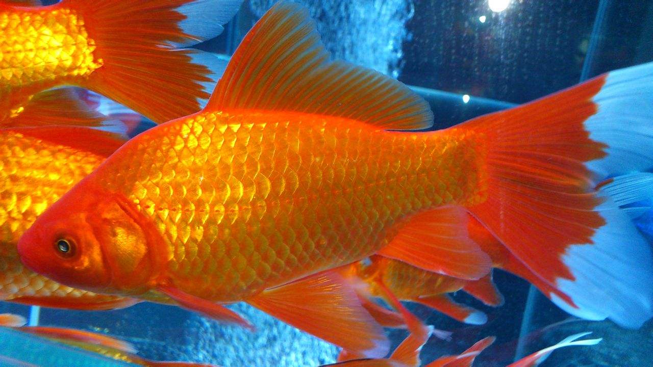 白色草金鱼什么品种,金鲫鱼和草金鱼是一个品种吗