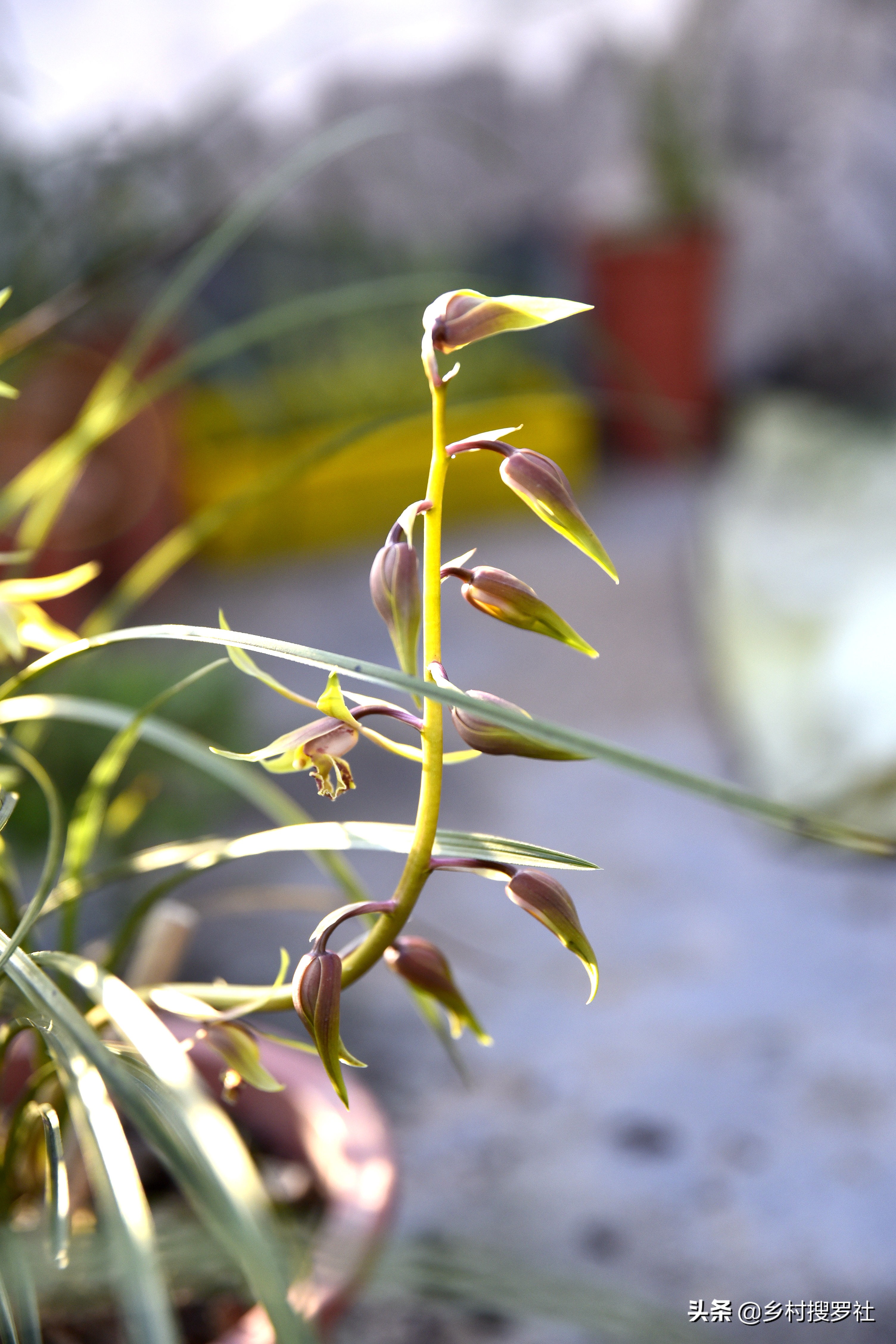 蕙兰排铃期的管理方法,蕙兰花蕾期怎么管理