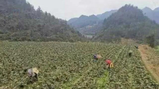 农村的俗语大家听过多少,农村老一辈留下来二十四句老俗语