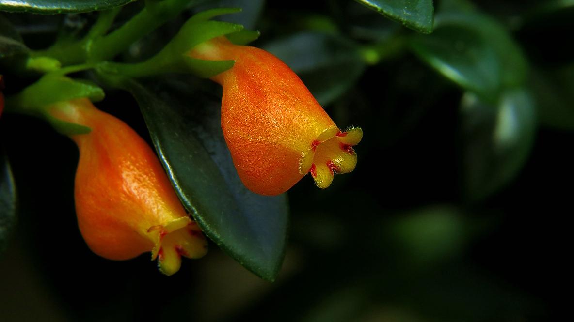 金鱼吊兰小金鱼,金鱼吊兰怎么养才能枝条下垂呢