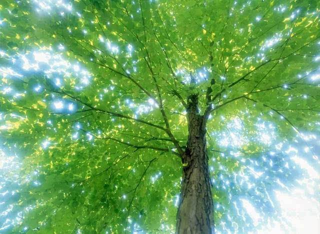 致橡树邀你合拍朗诵,致橡树并肩而行朗诵视频