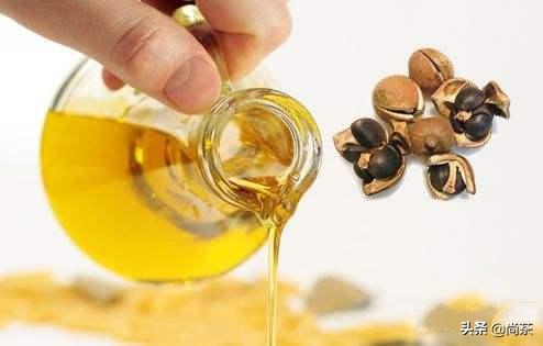 诚壹科普：山茶花树，茶叶树，茶油树傻傻分不清楚？关注我不迷路