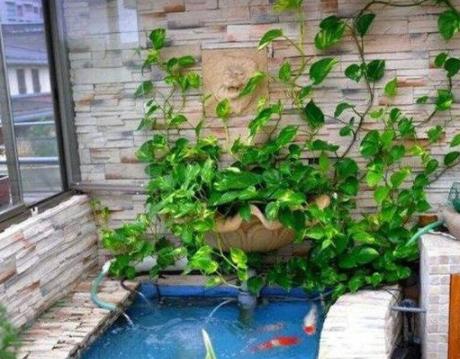 水池下面可以养绿萝吗,飘窗鱼缸里养绿萝