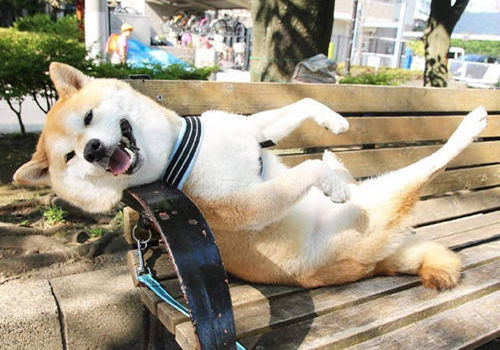 狗狗喘还吐怎么办,养宠知识狗狗发现呕吐怎么办