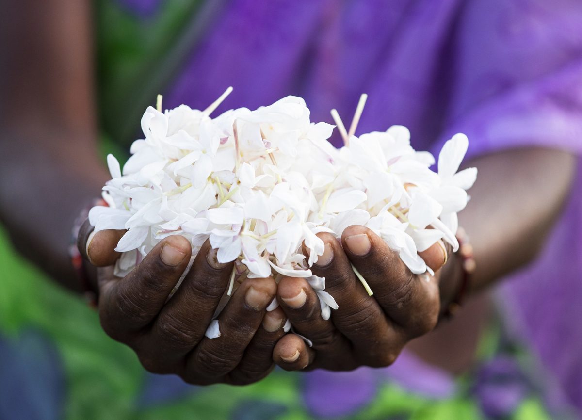 宝格丽珠宝世家香氛,宝格丽珠宝和香氛