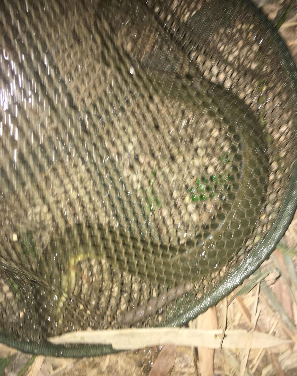 广州钓友钓到甲鱼,广州钓友钓起1.35米鲈鱼