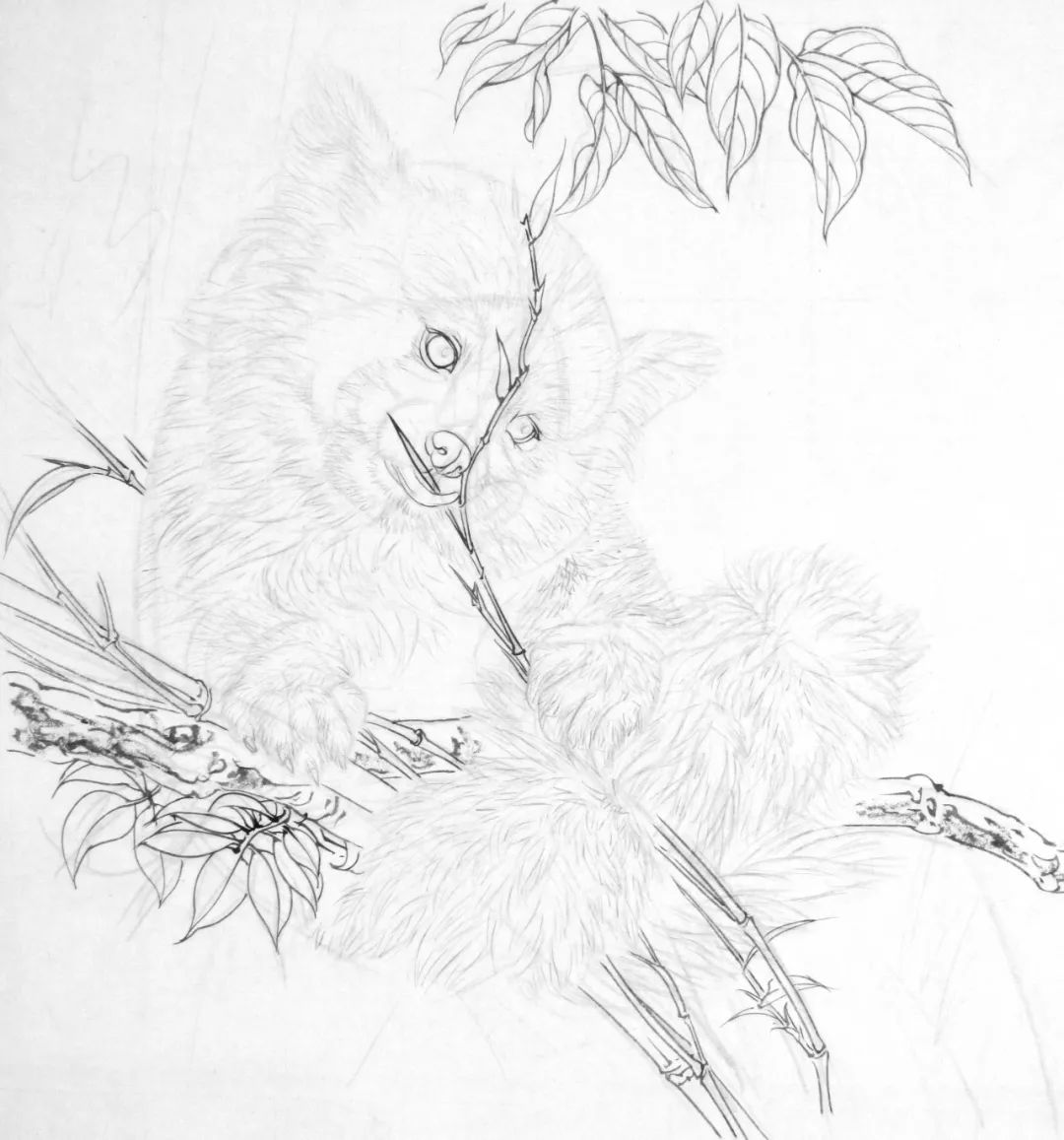 小熊猫工笔绘制步骤分享,工笔小熊猫怎么画