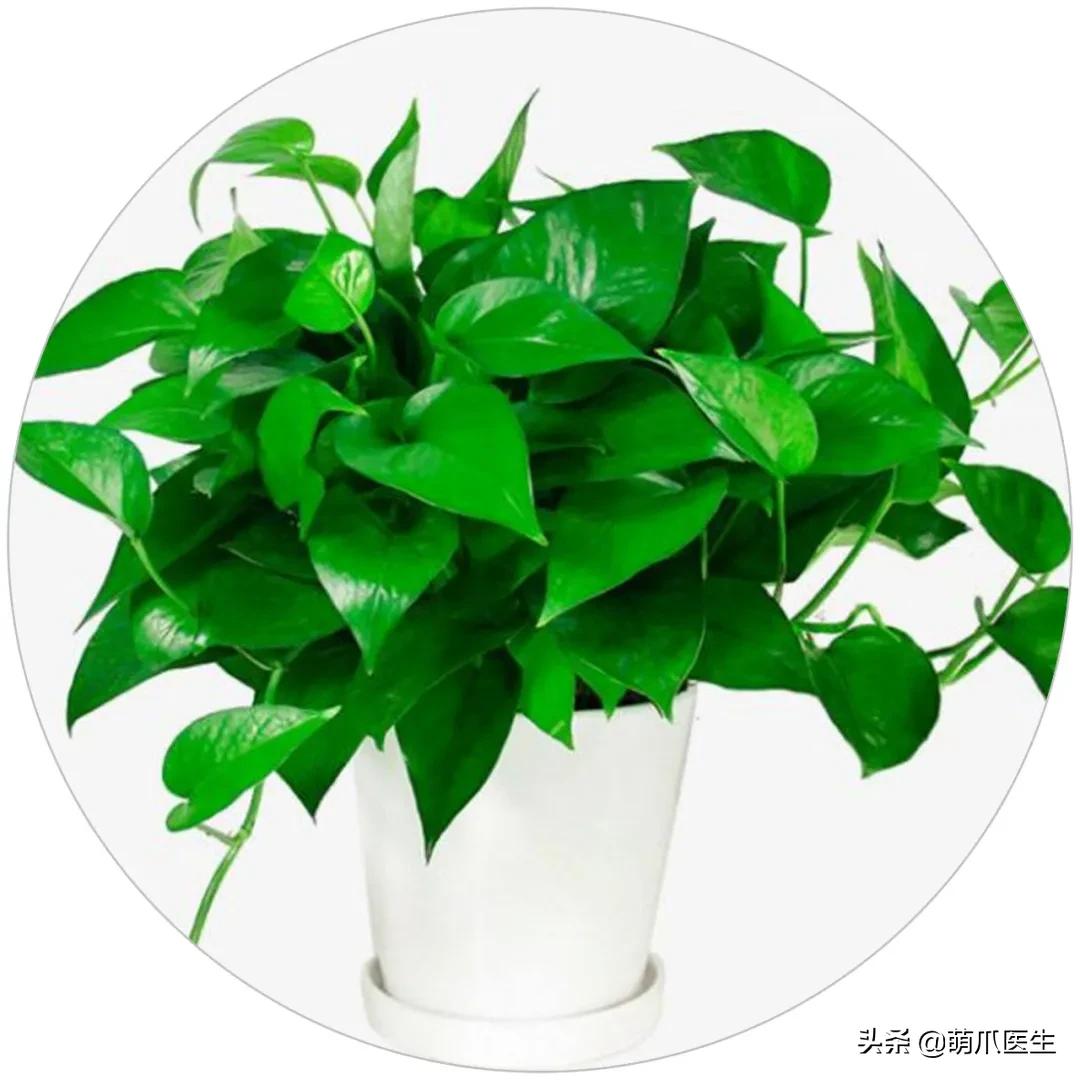 家有萌猫，千万别养这些花草！！