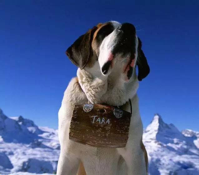 45种狗狗,45种狗类