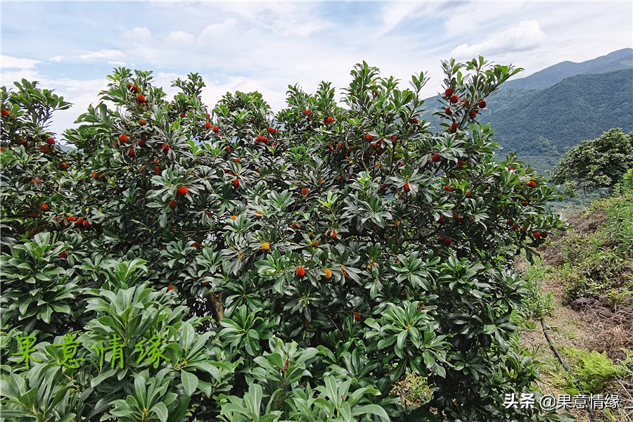 石公山杨梅基地,杨梅山杨梅基地