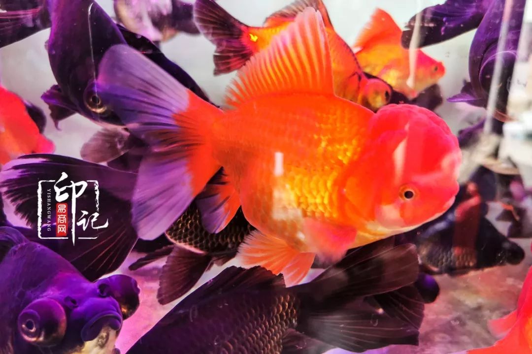 商丘道北花鸟批发市场,商丘花鸟宠物市场