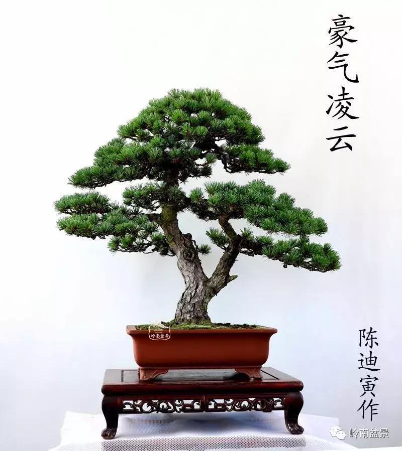 盆景欣赏苍劲有力老桩,精品盆景寒枝欣赏