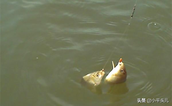 钓鱼入门装备野钓,新手钓鱼装备推荐野钓