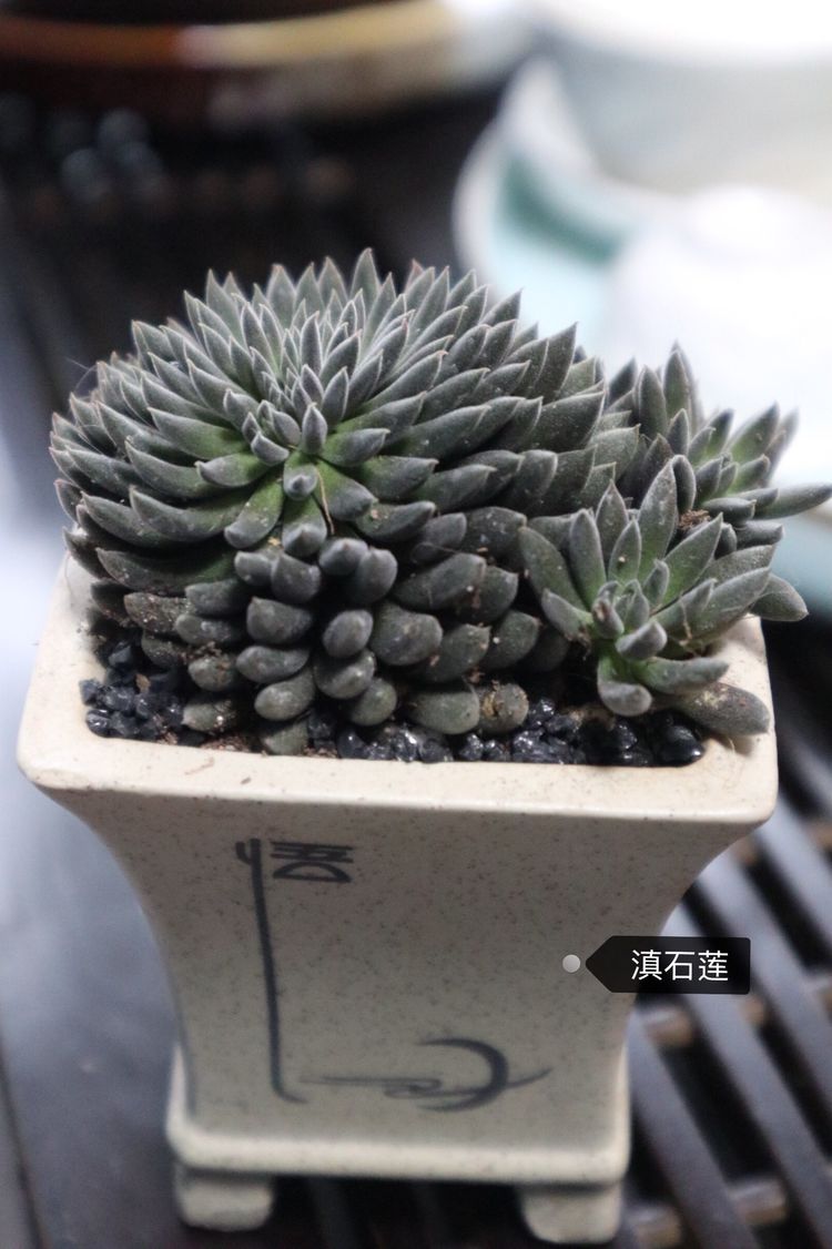 多肉名字怎么记,养多肉人的名字