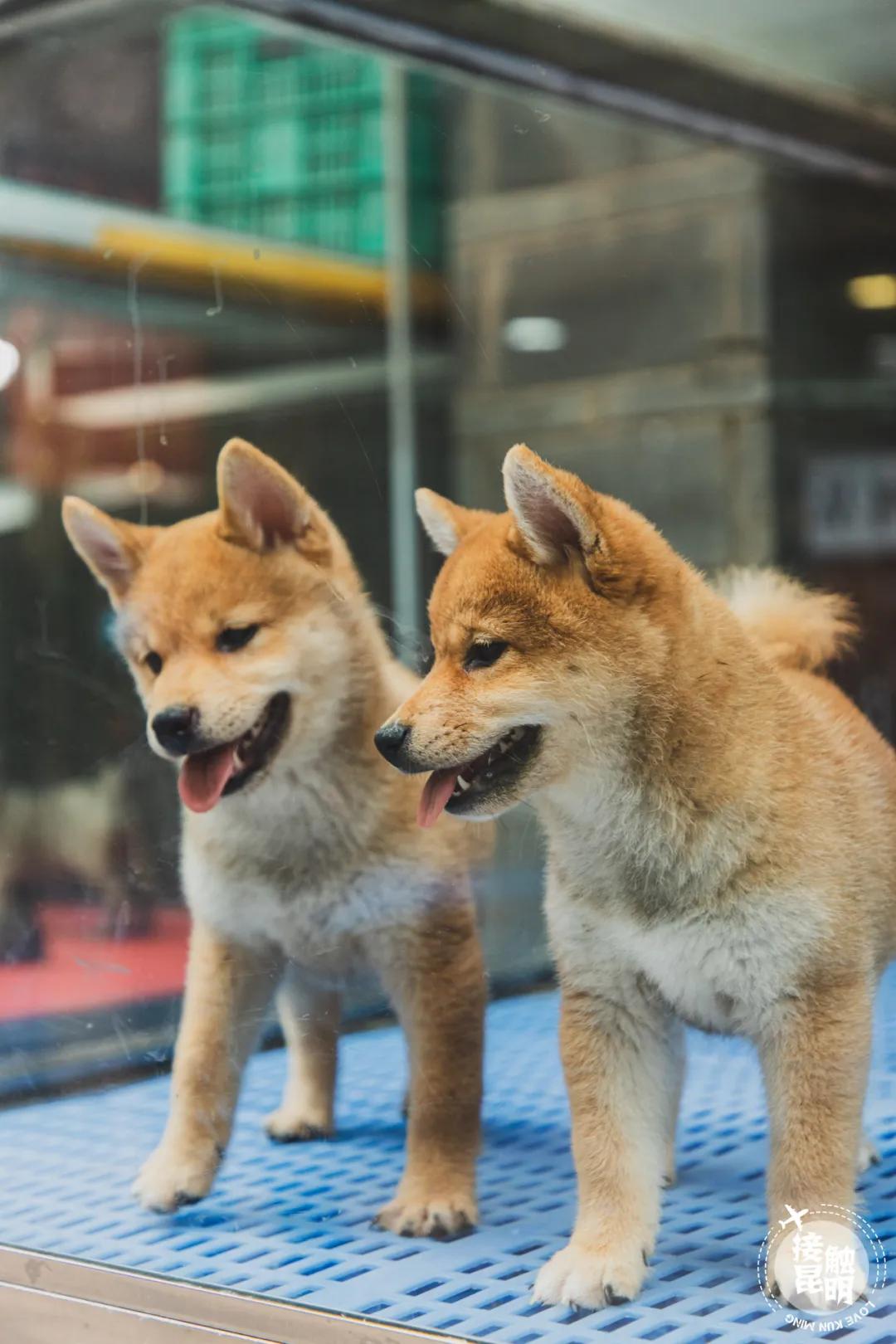 逛逛园博花鸟市场,园博花鸟市场攻略