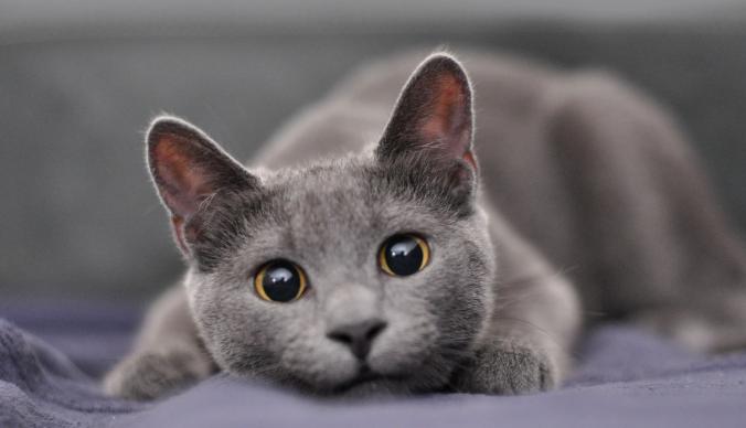 新手第1次养猫推荐猫品种,新手养猫选择哪些猫品种