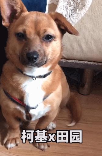 让狗子远离柯基,让你家狗离柯基远点