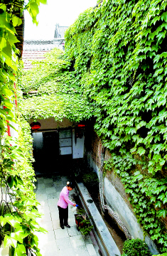 夏天院子里种爬山虎,家中种爬山虎