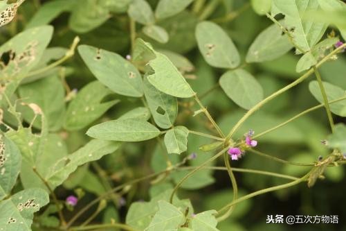 农村常见五种草,农村常见的3种植物