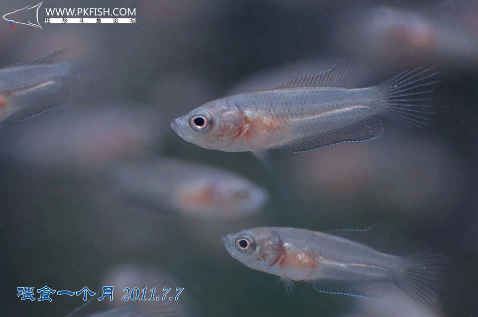 中国斗鱼繁殖直播教程视频,繁殖中国斗鱼要多大的鱼缸