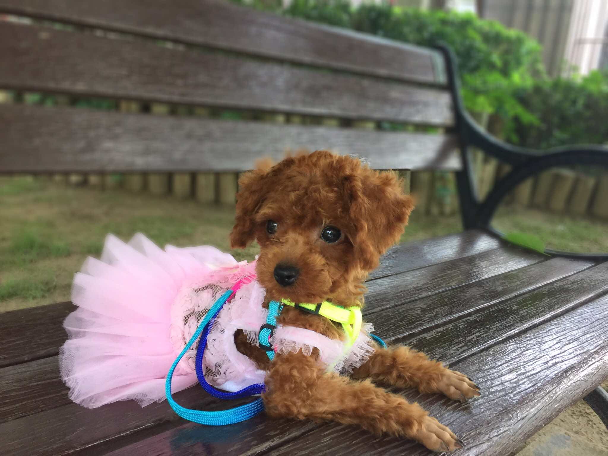 怎么养泰迪才会养得非常好,养泰迪的正确方法和注意事项