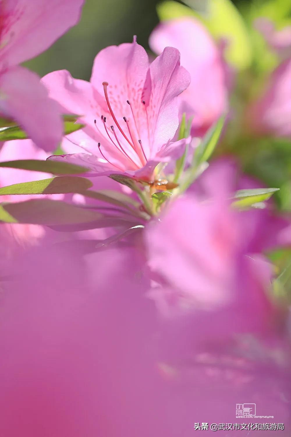 2019年4月武汉赏花攻略,武汉秋季赏花推荐最新