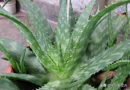 除甲醛的花及养殖方法如下,室内养什么花可以除甲醛净化空气